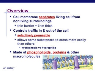 Barrier Cell Membranes