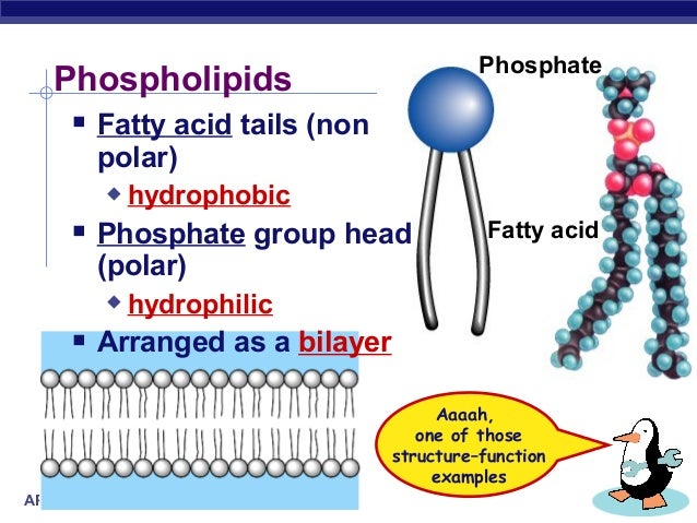 download phospholipid structure