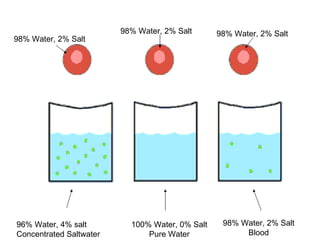 98% Water, 2% Salt      98% Water, 2% Salt
98% Water, 2% Salt




96% Water, 4% salt         100% Water, 0% Salt    98% Water, 2% Salt
Concentrated Saltwater         Pure Water              Blood
 
