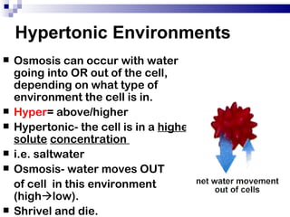 Hypertonic Environments
   Osmosis can occur with water
    going into OR out of the cell,
    depending on what type of
    environment the cell is in.
   Hyper= above/higher
   Hypertonic- the cell is in a higher
    solute concentration
   i.e. saltwater
   Osmosis- water moves OUT
    of cell in this environment
    (highlow).
   Shrivel and die.
 
