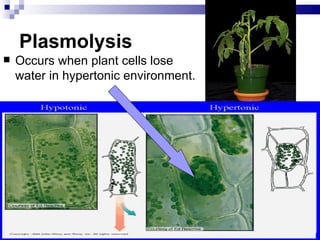 Plasmolysis
   Occurs when plant cells lose
    water in hypertonic environment.
 
