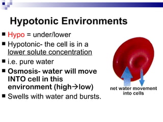Hypotonic Environments
 Hypo = under/lower
 Hypotonic- the cell is in a
  lower solute concentration
 i.e. pure water
 Osmosis- water will move
  INTO cell in this
  environment (highlow)
 Swells with water and bursts.
 