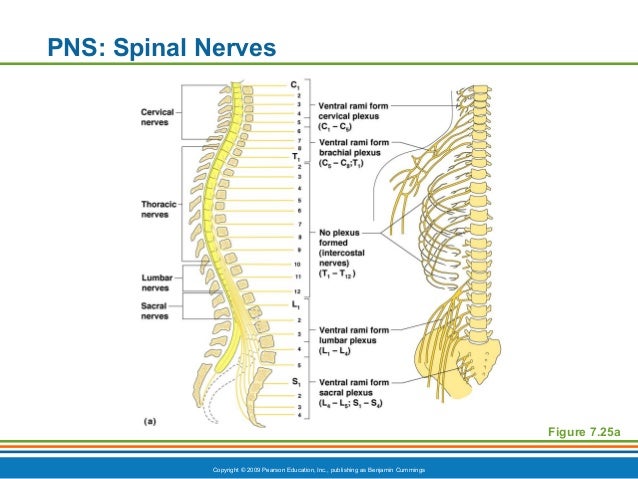 Ch7dppt spinal cord 1