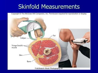Skinfold Measurements 