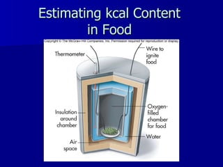 Estimating kcal Content  in Food   