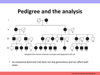 Pedigree and the analysis
Prepared by Pratheep Sandrasaigaran
• An autosomal dominant trait does not skip generations and can affect both
sexes.
Adopted from Human Genetics concepts and Application 9th ed.
 