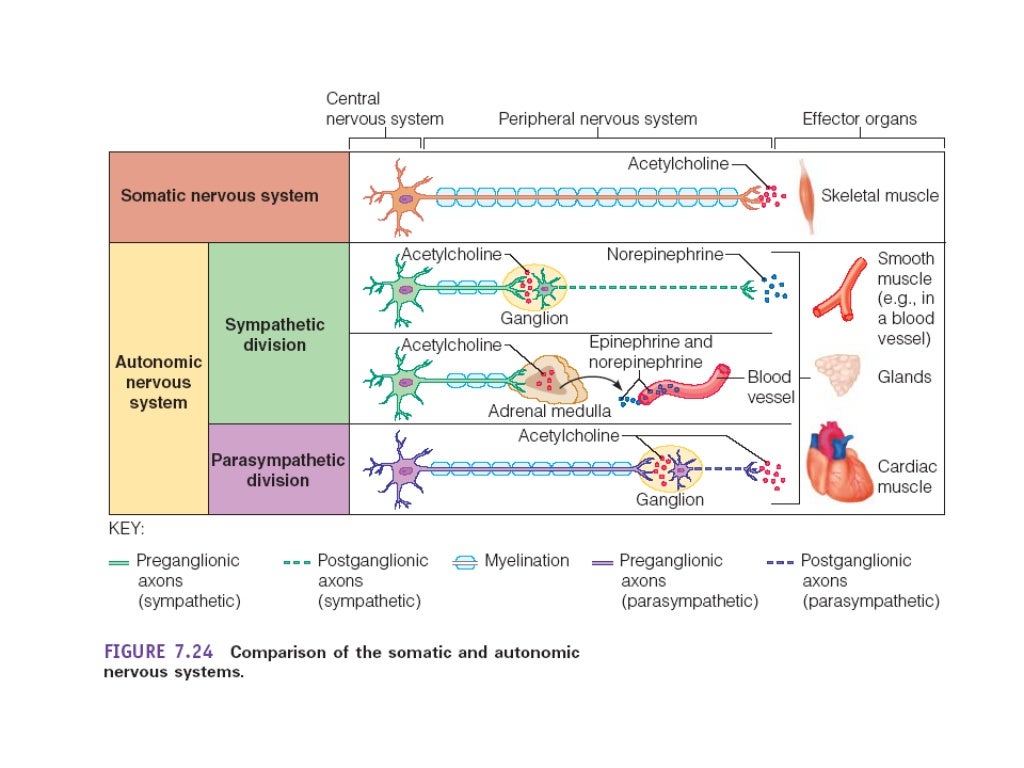 Nervous System Chapter 7 Ch 7 nervous system