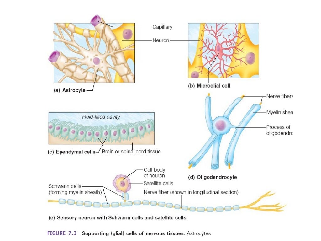 Nervous System Chapter 7 Ch 7 nervous system