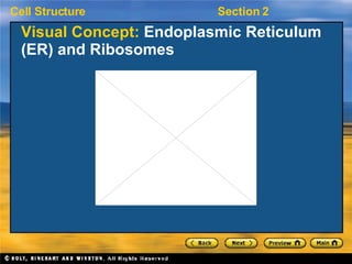 Visual Concept:  Endoplasmic Reticulum (ER) and Ribosomes 