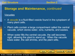 Storage and Maintenance,  continued <ul><li>Vacuoles </li></ul><ul><li>A  vacuole  is a fluid-filled vesicle found in the ...