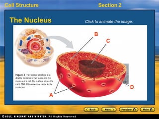 The Nucleus A B C D Click to animate the image. 