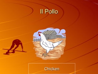 Il Pollo Chicken 