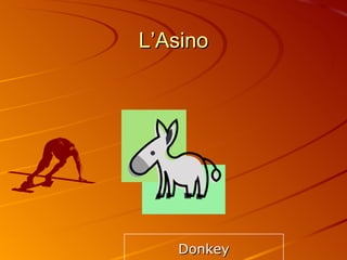 L’Asino Donkey 