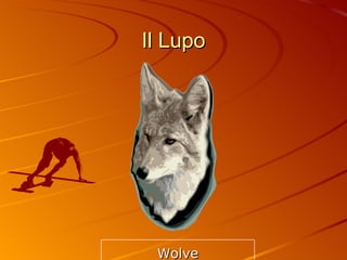 Il Lupo Wolve 