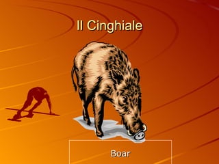 Il Cinghiale Boar 