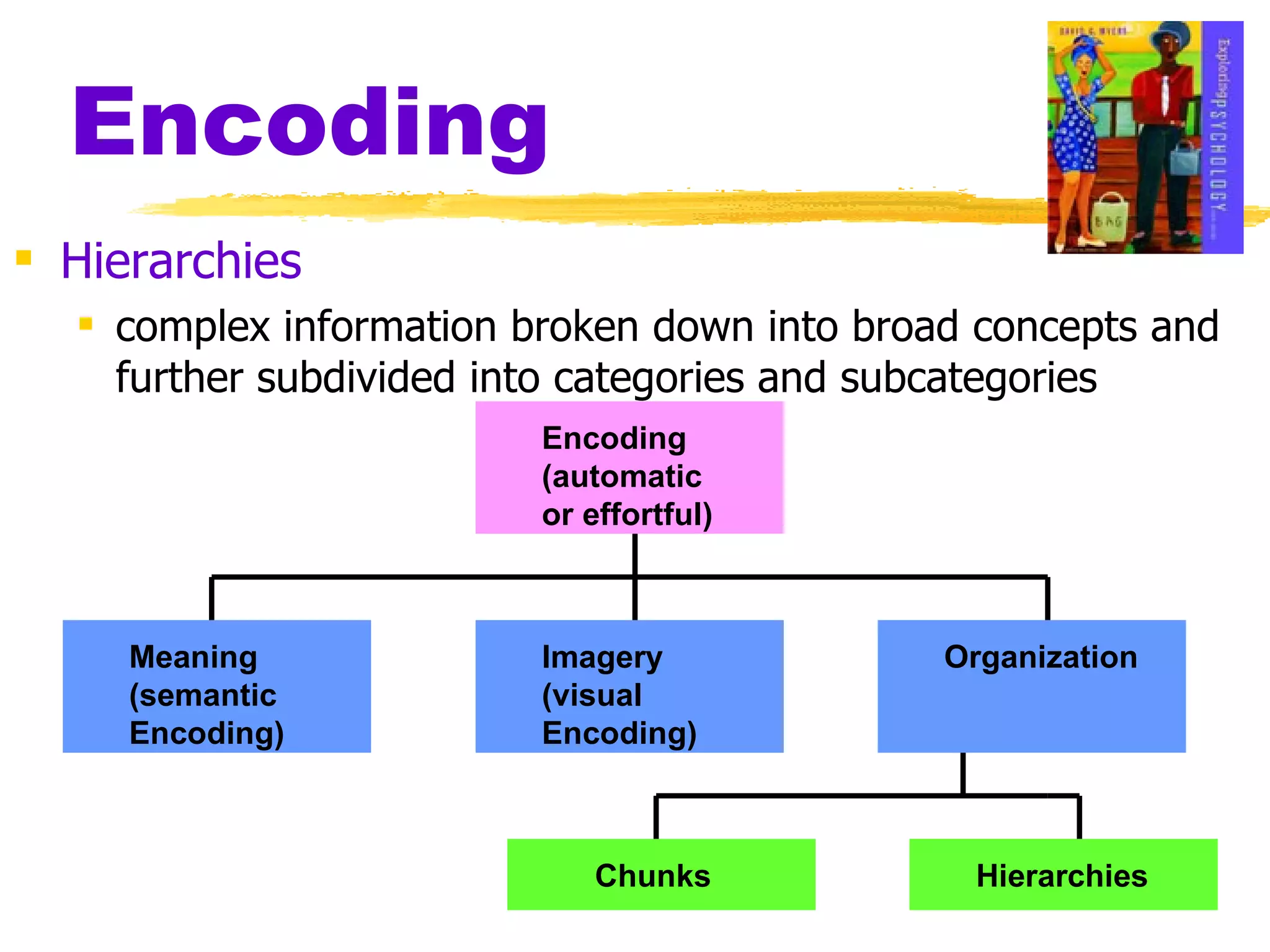 Encoding Hierarchies complex information broken down into broad concepts and further subdivided into categories and subcategories Encoding (automatic  or effortful) Imagery (visual Encoding) Meaning (semantic Encoding) Organization Chunks Hierarchies 