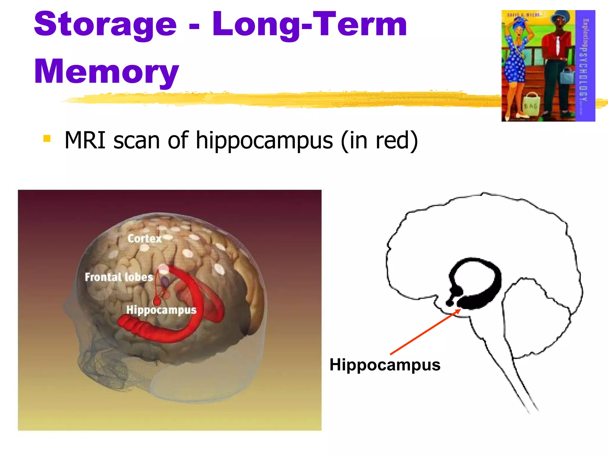 Storage - Long-Term Memory MRI scan of hippocampus (in red) Hippocampus 