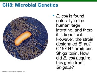 Copyright © 2010 Pearson Education, Inc.
CH8: Microbial Genetics
 E. coli is found
naturally in the
human large
intestine, and there
it is beneficial.
However, the strain
designated E. coli
O157:H7 produces
Shiga toxin. How
did E. coli acquire
this gene from
Shigella?
 