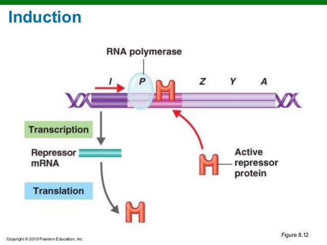 chapter 8 microbial genetics Chapter 7: microbial genetics 2 gene expression 3 8 10 9 7primer okazaki fragment lagging 6 chapter reading. chapter 8 microbial genetics Chapter 7: microbial genetics 2 gene expression 3 8 10 9 7primer okazaki fragment lagging 6 chapter reading.