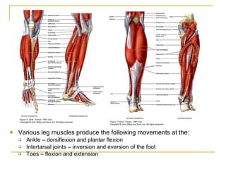 Ch 8 11 appendicular skeleton muscle | PPT