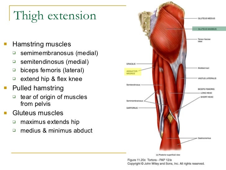 Ch 8 11 appendicular skeleton muscle
