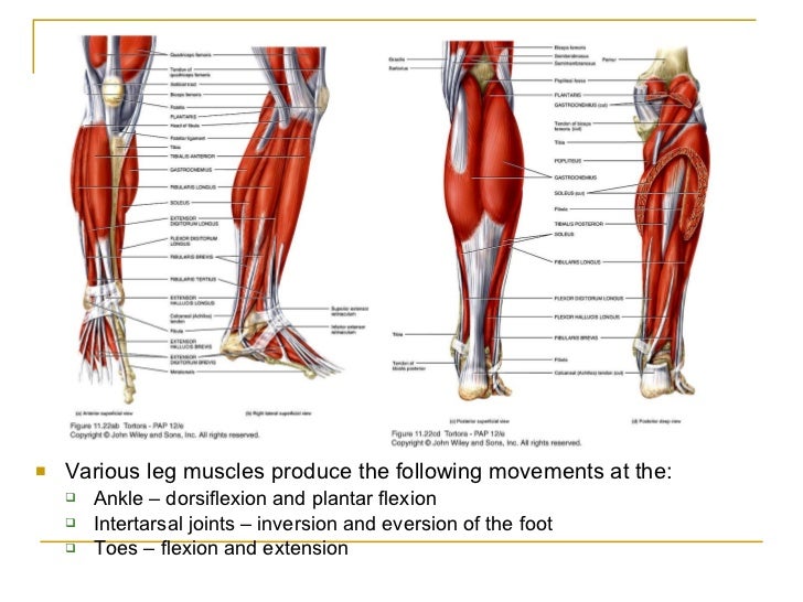 appendicular muscles