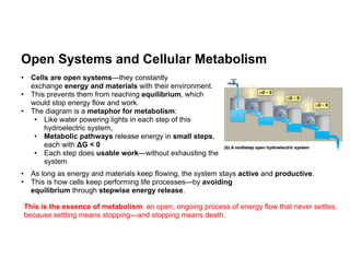 Metabolism, Catabolic vs Anabolic Pathways, | PDF