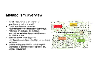 Metabolism, Catabolic vs Anabolic Pathways, | PDF