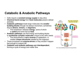 Metabolism, Catabolic vs Anabolic Pathways, | PDF