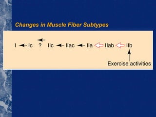 Changes in Muscle Fiber Subtypes 