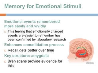 Memory for Emotional Stimuli
Emotional events remembered
more easily and vividly
 This feeling that emotionally charged
events are easier to remember has
been confirmed by laboratory research
Enhances consolidation process
 Recall gets better over time
Key structure: amygdala
 Bran scans provide evidence for
this
 
