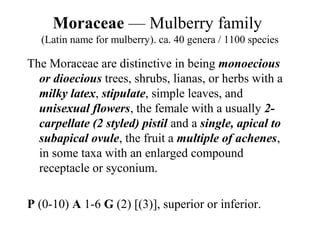 Moraceae — Mulberry family
(Latin name for mulberry). ca. 40 genera / 1100 species
The Moraceae are distinctive in being monoecious
or dioecious trees, shrubs, lianas, or herbs with a
milky latex, stipulate, simple leaves, and
unisexual flowers, the female with a usually 2-
carpellate (2 styled) pistil and a single, apical to
subapical ovule, the fruit a multiple of achenes,
in some taxa with an enlarged compound
receptacle or syconium.
P (0-10) A 1-6 G (2) [(3)], superior or inferior.
 