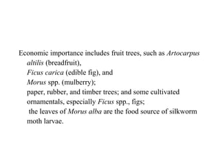 Economic importance includes fruit trees, such as Artocarpus
altilis (breadfruit),
Ficus carica (edible fig), and
Morus spp. (mulberry);
paper, rubber, and timber trees; and some cultivated
ornamentals, especially Ficus spp., figs;
the leaves of Morus alba are the food source of silkworm
moth larvae.
 