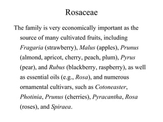 Rosaceae
The family is very economically important as the
source of many cultivated fruits, including
Fragaria (strawberry), Malus (apples), Prunus
(almond, apricot, cherry, peach, plum), Pyrus
(pear), and Rubus (blackberry, raspberry), as well
as essential oils (e.g., Rosa), and numerous
ornamental cultivars, such as Cotoneaster,
Photinia, Prunus (cherries), Pyracantha, Rosa
(roses), and Spiraea.
 