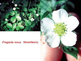Fragaria vesca Strawberry
 