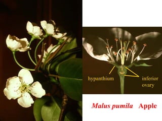 Malus pumila Apple
hypanthium inferior
ovary
 