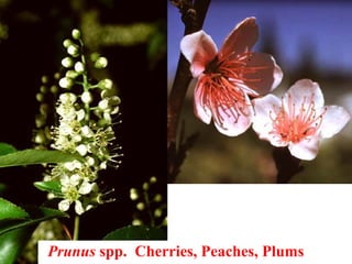 Prunus spp. Cherries, Peaches, Plums
 