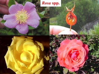 Rosa spp.
 