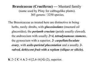 Brassicaceae (Cruciferae) — Mustard family
(name used by Pliny for cabbagelike plants).
365 genera / 3250 species.
The Brassicaceae as treated here are distinctive in being
herbs, rarely shrubs, with glucosinolates (mustard oil
glucosides), the perianth cruciate (petals usually clawed),
the androecium with usually 2+4, tetradynamous stamens,
the gynoecium with a superior, 2- carpellate/loculate
ovary, with axile-parietal placentation and a usually 2-
valved, dehiscent fruit with a replum (silique or silicle).
K 2+2 C 4 A 2+4 [2,4-16] G (2), superior.
 