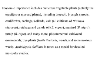 Economic importance includes numerous vegetable plants (notably the
crucifers or mustard plants), including broccoli, brussels sprouts,
cauliflower, cabbage, collards, kale (all cultivars of Brassica
oleracea), rutabaga and canola oil (B. napus), mustard (B. nigra),
turnip (B. rapa), and many more, plus numerous cultivated
ornamentals, dye plants (Isatis tinctoria, woad), and some noxious
weeds; Arabidopsis thalliana is noted as a model for detailed
molecular studies.
 