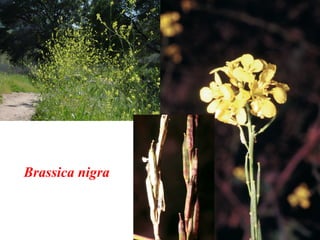 Brassica nigra
 