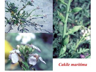 Cakile maritima
 