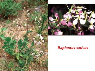 Raphanus sativus
 
