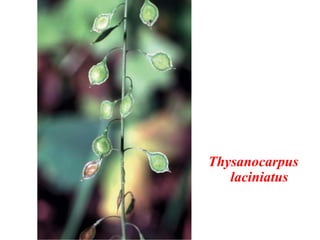 Thysanocarpus
laciniatus
 