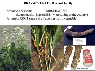 BRASSICACEAE - Mustard family
Armoracia rusticana HORSERADISH
(L. armoracia, "horseradish" + pertaining to the country)
Part used: ROOT (more as a flavoring than a vegetable)
 
