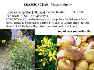 BRASSICACEAE - Mustard family
Brassica campestris [=B. rapa] ("of the fields") TURNIP
Part used: ROOT (+ Hypocotyl)
[2000 BC (India); held in low esteme; turnip from English name "to
turn," appear to be turned on a lathe; First Jack O'Lantern (Irish) for All
Saints' of All Hallow's Day; Americans first used pumpkins.]
top of root somewhat flat
 