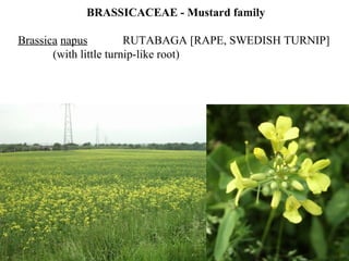 BRASSICACEAE - Mustard family
Brassica napus RUTABAGA [RAPE, SWEDISH TURNIP]
(with little turnip-like root)
 