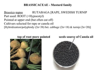 BRASSICACEAE - Mustard family
Brassica napus RUTABAGA [RAPE, SWEDISH TURNIP
Part used: ROOT (+Hypocotyl)
Pointed at upper end (but often cut off)
Cultivars selected for rape or canola oil
[Hybridization/polyploidy (2n=38) bet. cabbage (2n=18) & turnip (2n=20)]
top of root more pointed seeds source of Canola oil
 