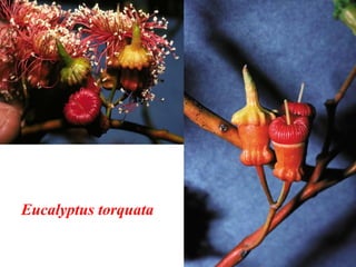 Eucalyptus torquata
 