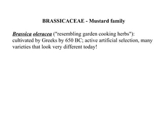 BRASSICACEAE - Mustard family
Brassica oleracea ("resembling garden cooking herbs"):
cultivated by Greeks by 650 BC; active artificial selection, many
varieties that look very different today!
 